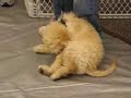 Winston, Goldendoodle, Puppy Recess