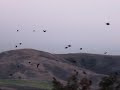 Don't Caw Us...