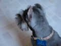 My Mini Schnauzer, Max