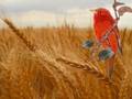 videos de Songbird - Eva Cassidy