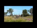And an ele walked past ...