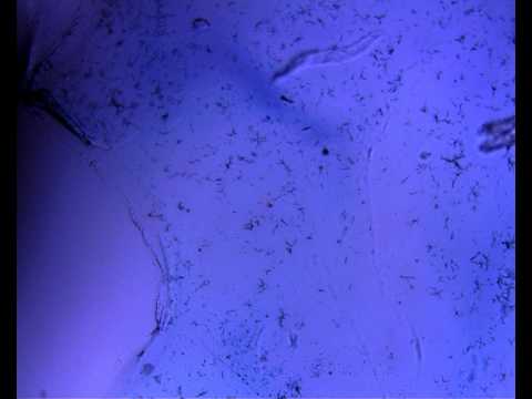 how to dissolve dmso