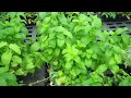 Click here to watch this video Spearmint - SKC Garden Center