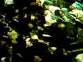 videos de 21 Ramzan Juloos (lucknow)