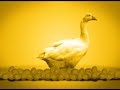 Ovo - Alma Propaganda