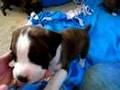 Boxer-Puppies