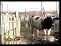 Cualcerdo recopilatorio los mejores videos
