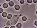 The Immune System (A Musical Interpretation)