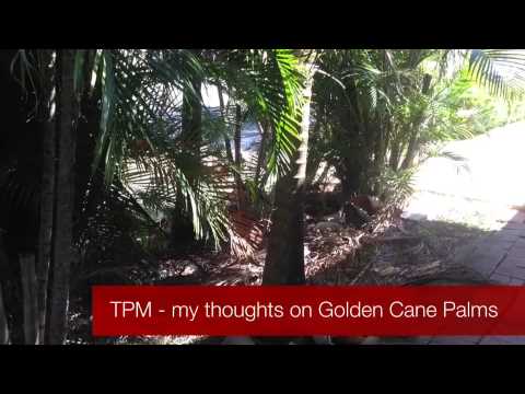 how to transplant golden cane palms