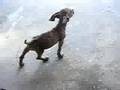 videos de Baby da Silva Sauro I