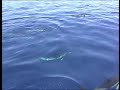 Delf�n com�n - Common dolphin