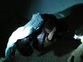 Webkinz Adventures 2: Haunted House Horror