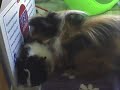 ?my little guinea pigs!!?