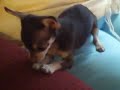Chipper the toothbrush