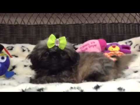 Little Sable Beauty! Sweet-as-can-Be Peketese Girl