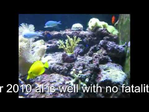 GARY BROWNS 250 GALLON SALT WATER REEF TANK