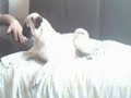 Boninho Boninho