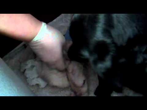 Whelping. The birth of five labrador puppies PART 1