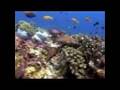 Scuba Diving in Similan Islands 2