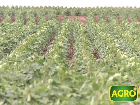 El potencial de Sudamérica a partir de los agronegocios