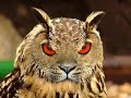Extreme Photoshop Animal Oddities