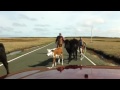 Cows Near Cape St Marys