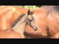 Horses- Hall Om Mig