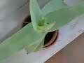 plants plants plants plants plants plants