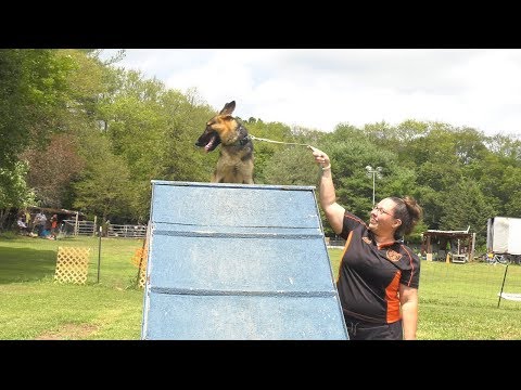 video-linktoworks-Training a P.T.S.D. Service Dog