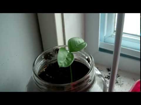 Growing Fruit Trees Indoors (Clementine)