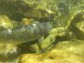 videos de Underwater Bonneville Cutthroat Trout