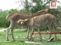 Lankan donkeys...