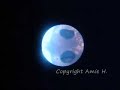 banggai egg under microscope day 10 50x banggai egg under microscope day 10 50x
