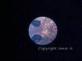 banggai egg under microscope day 10 50x