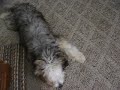 CUTEST CHINESE CRESTED POWDERPUFF AND BICHON! CUTEST CHINESE CRESTED POWDERPUFF AND BICHON!