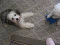 CUTEST CHINESE CRESTED POWDERPUFF  AND BICHON!