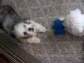 CUTEST CHINESE CRESTED POWDERPUFF  AND BICHON!
