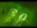 Wet Dog - Chemicals.