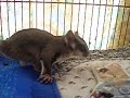Suggie baby boy 