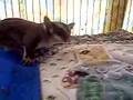 Suggie baby boy stubby