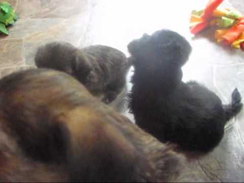 home of the GREATEST shorkie puppies