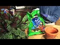 How To Repot A Houseplant How To Repot A Houseplant