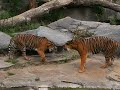 Tigers making love