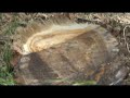 Quick Attach Stump Grinder Bobcat ASV Skidsteer Skid Steer