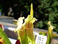 ^^ Sarracenia X moorei VS la mouche ^^
