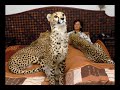Woman Who Lives With Lions,Tigers and Cheetahs!