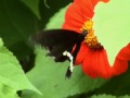 Butterfly on Flower