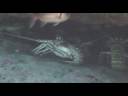 Lobster and Shark at Monkey Shoals St Kitts