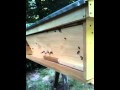 Completed first Kenyan top bar bee hive ( ktbh ). Day 3