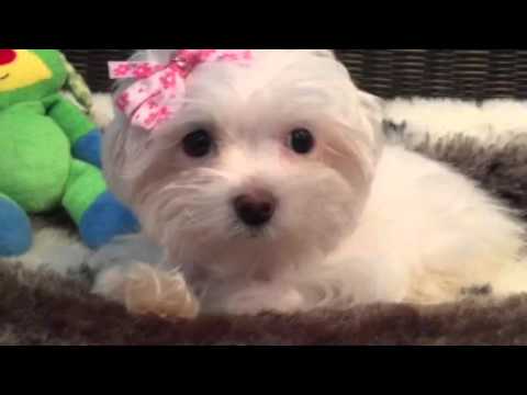 Teddy bear face, Havapoo puppy